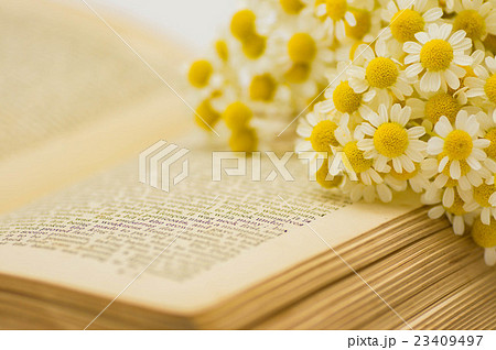 洋書とマトリカリア 洋書とマトリカリア 23409497