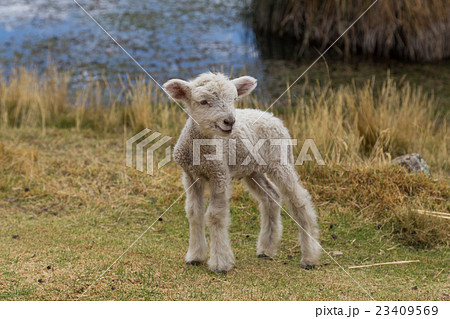 Baby lamb standing 23409569