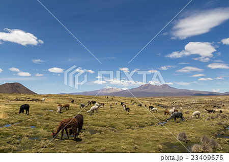 Lamas and Alpacas in Sajama National Park 23409676