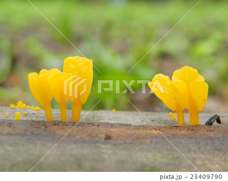 ツノマタタケ ツノマタタケ 23409790