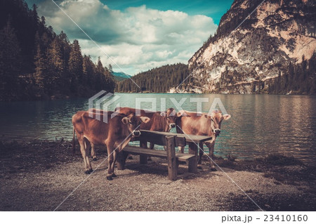 Cows standing near Lago di Braies with mountain 23410160
