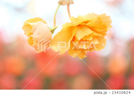 ベゴニアの花 23410624