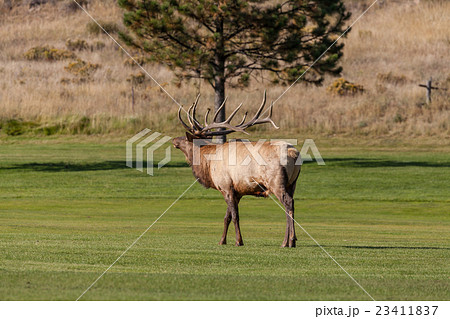 Bull elk Bugling Bull elk Bugling 23411837