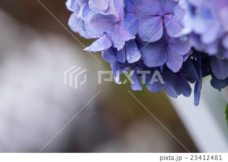 雨に濡れた紫陽花 23412481