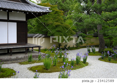 桔梗 廬山寺 桔梗 廬山寺 23412589