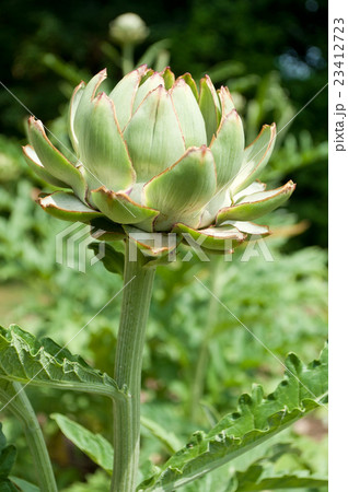 closeup of artichoke in a vevetable garden 23412723
