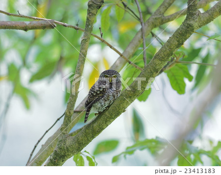 ヒメフクロウ ヒメフクロウ 23413183