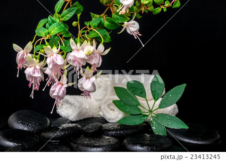 spa setting of branch pink fuchsia flower, towels spa setting of branch pink fuchsia flower, towels 23413245