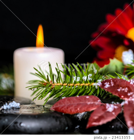 evergreen branches with drops, leaves,  snow 23413355