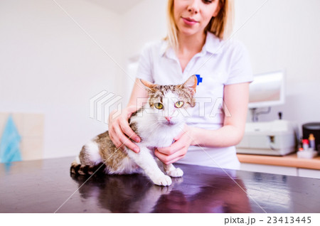 Young blond veterinarian holding little sick cat Young blond veterinarian holding little sick cat 23413445