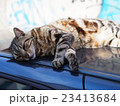Lisbonの野良猫 23413684