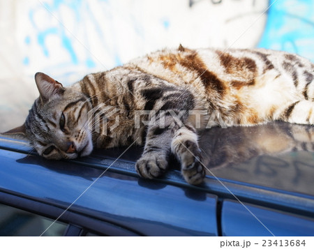 Lisbonの野良猫 Lisbonの野良猫 23413684