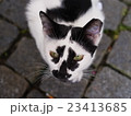 ポルトガル野良猫 23413685