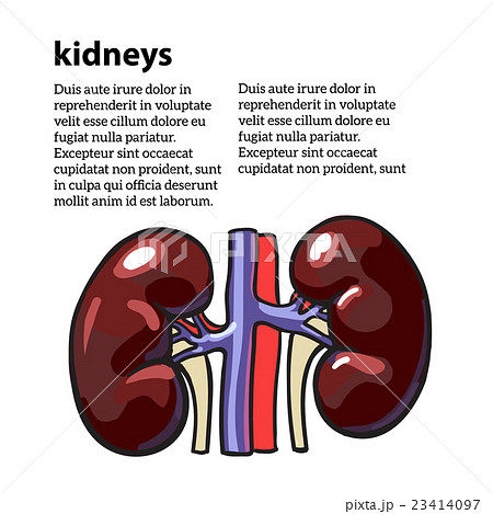 Human internal organ kidney 23414097