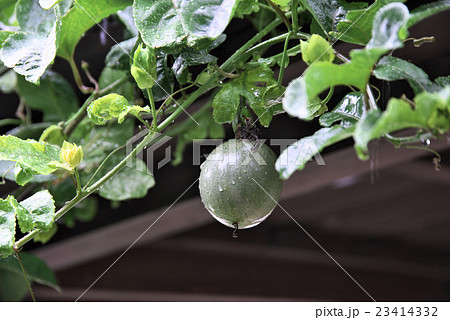 パッションフルーツの実 23414332