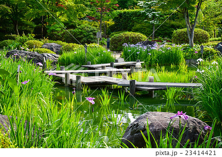 花菖蒲と橋 23414421