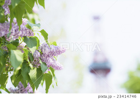 札幌大通公園のライラック（+テレビ塔） 23414746