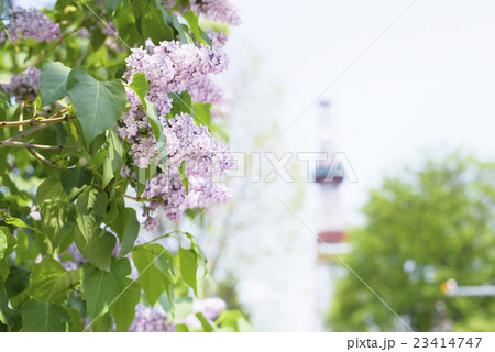 札幌大通公園のライラック（+テレビ塔） 23414747