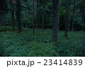 岐阜県郡上市和良のヒメボタル 23414839