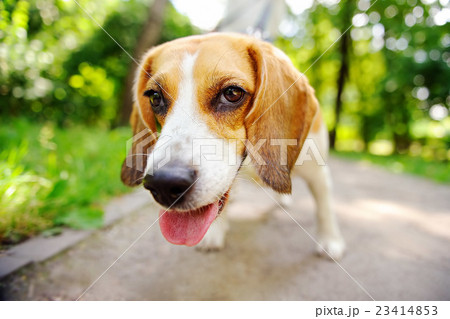 Funny active Beagle dog 23414853