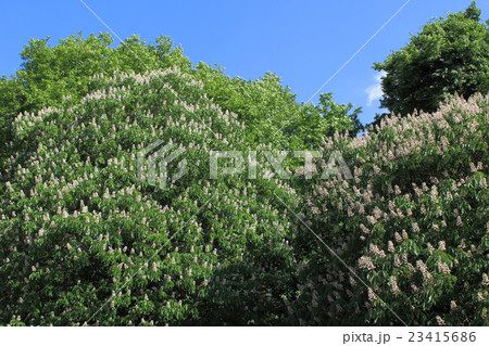 ロンドン紀行　その１７８　　：　　花と植物が織りなす色紙　その１３９ 23415686