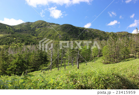 初夏の北八ヶ岳(2) 初夏の北八ヶ岳(2) 23415959