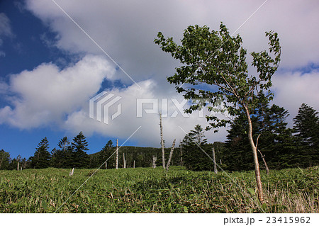 初夏の北八ヶ岳(4) 初夏の北八ヶ岳(4) 23415962