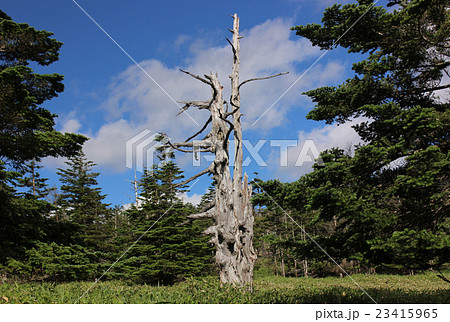 北八ヶ岳の枯木(2) 北八ヶ岳の枯木(2) 23415965