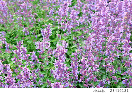 ロンドン紀行 その186  :  花と植物が織りなす色紙 その147 ロンドン紀行 その186  :  花と植物が織りなす色紙 その147 23416181