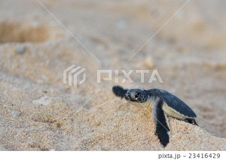 アオウミガメの赤ちゃん 23416429