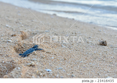 アオウミガメの赤ちゃん 23416435