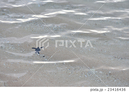 アオウミガメの赤ちゃん アオウミガメの赤ちゃん 23416436