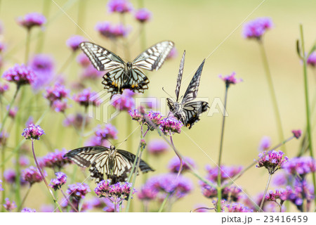 アゲハチョウ(ナミアゲハ) 23416459
