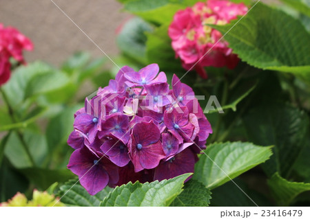 冴える紫 紫陽花 冴える紫 紫陽花 23416479