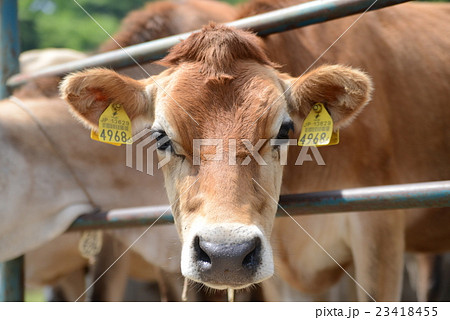 牧場の牛 23418455