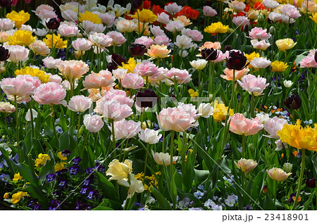 チューリップ 23418901