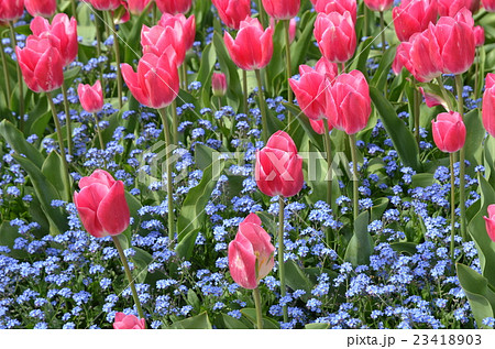 チューリップ 23418903