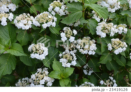 アジサイ（ダンシングスノー） 23419126