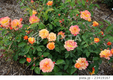 薔薇（アンネのバラ）さかき千曲川バラ公園 23419167