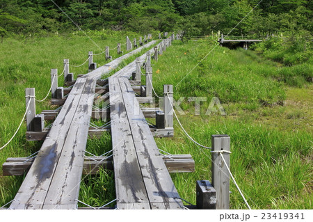 夏の朝雨上がり湿原の遊歩道 23419341