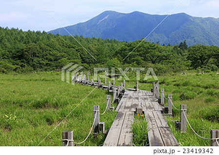夏の朝雨上がり湿原の遊歩道 夏の朝雨上がり湿原の遊歩道 23419342