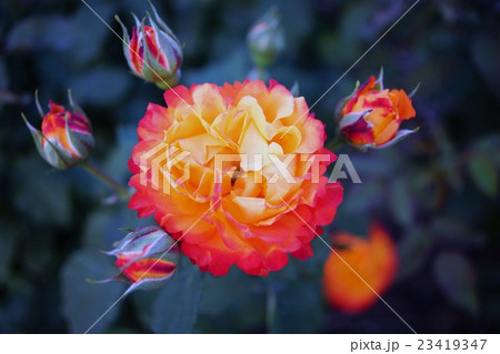 薔薇（錦）さかき千曲川バラ公園 23419347