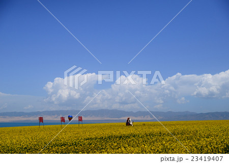西寧 7月の青海湖 西寧 7月の青海湖 23419407