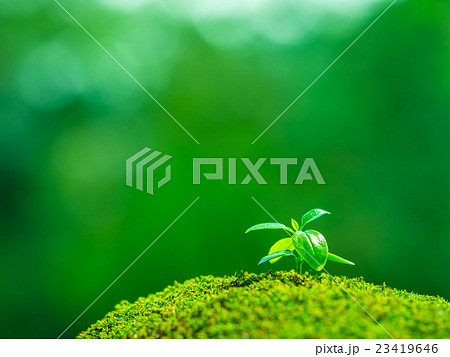 植物の芽生え 植物の芽生え 23419646