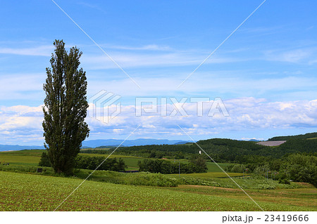 ケンとメリーの木 23419666