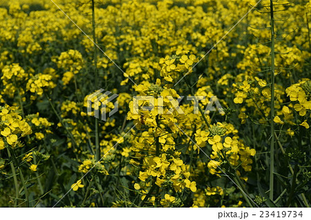 菜の花とみつばち 菜の花とみつばち 23419734