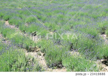 ラベンダー畑 ラベンダー畑 23419886