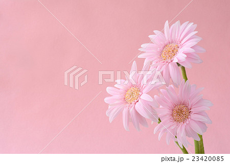 桃色のガーベラ 桃色背景 桃色のガーベラ 桃色背景 23420085