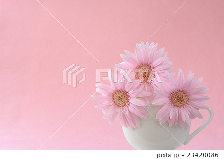 桃色のガーベラ 桃色背景 桃色のガーベラ 桃色背景 23420086