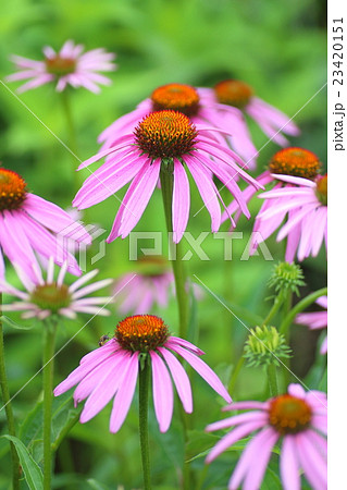 エキナセア 23420151